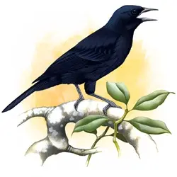 Imagem que representa uma pintura do pet Pássaro Preto