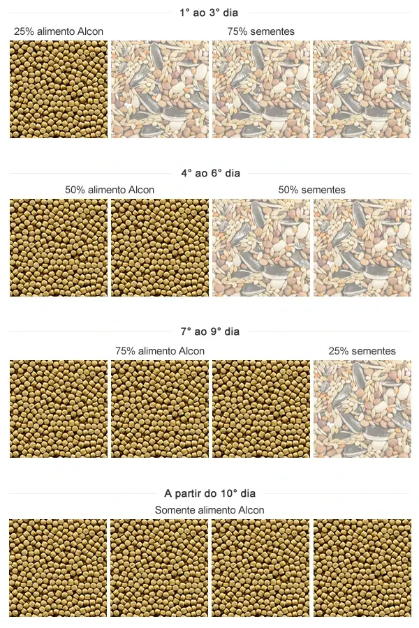 Imagem da tabela de transição de sementes para o Alcon Canário Criador!