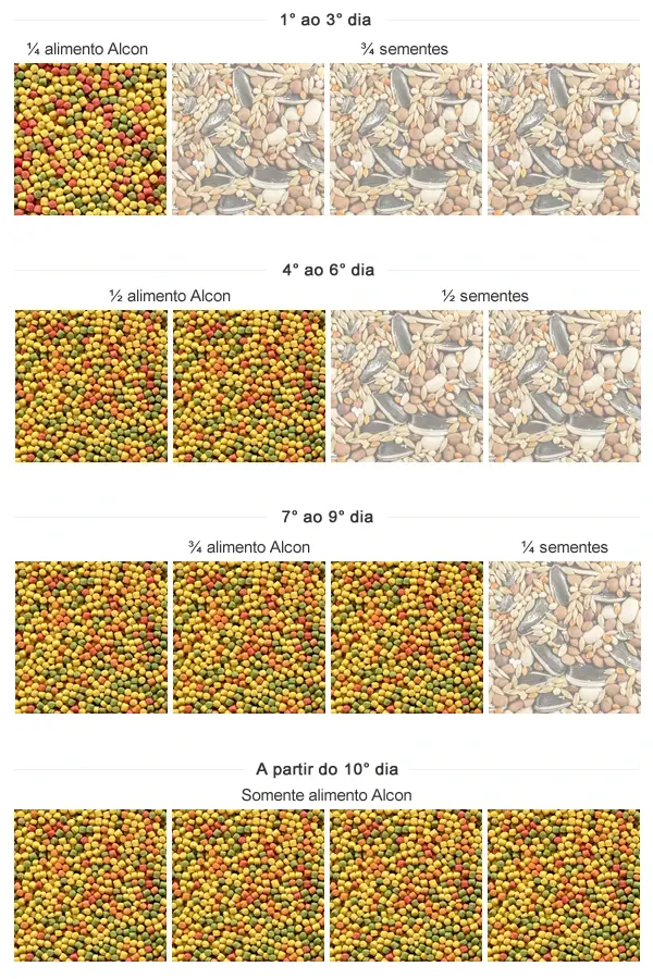 Imagem da tabela de transição de sementes para o Alcon Club Canário
