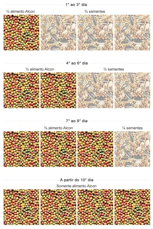 Imagem da tabela de transição de sementes para o Alcon Eco Club Curió